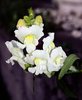 snapdragon