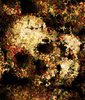 Skull 1