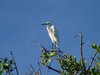White Crane in the Keys