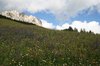 Montane meadow