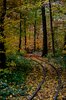 tracks in autumn