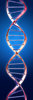 DNA molecule 2