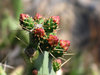 cactus buds