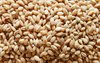 Barles Seeds cloeup