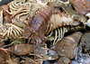 crabby crustaceans