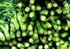 cut vegetable greens