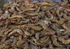 cold prawns