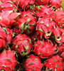 dragon fruit