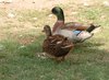 Mallard