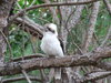 Kookaburra