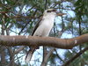 Kookaburra