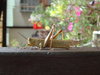 Grasshopper