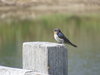 Little Bird