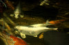 Koi Carp