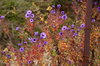 Autumn flower