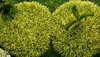 grassy furballs