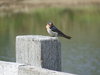 Little Bird