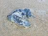 Bluebottle Jellyfish