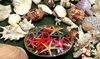 shell display