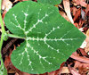 new growth