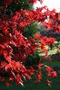 Red Acer leaves