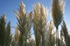 Pampas Grass