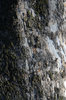 Tree Bark