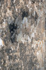 Tree Bark