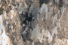 Tree Bark