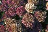 Faded flowerheads