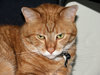 cat expressions