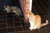 cat expressions