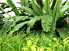 garden greenery