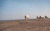 pony express