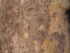 TreeTexture 2