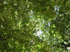 Green Heaven