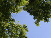 Open Green Sky