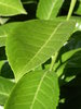 green leave