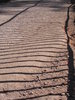 striped pathway