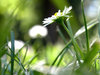 Daisyflower 1