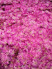 pink flowers