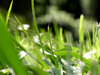 grass