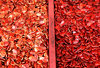 pumpkin seed red