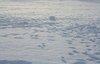Snow field