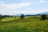 flower meadow