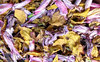 autumn drop colours