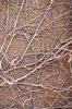 net of twigs