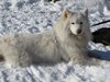 husky