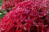 Red flower in close