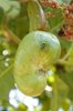 cashew and the ant